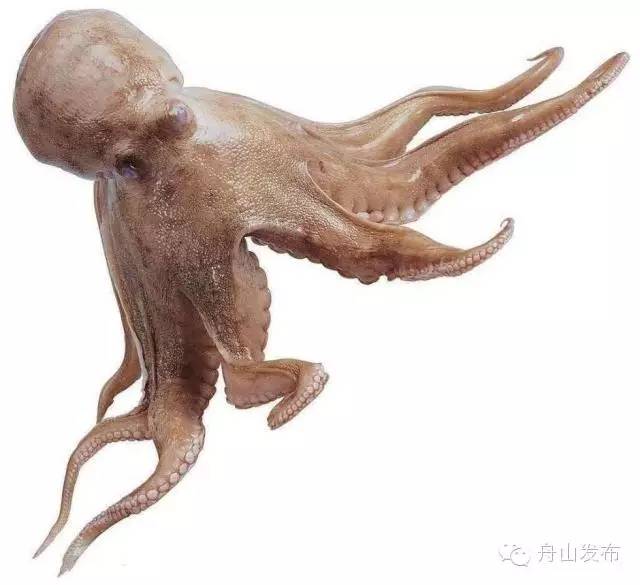 一张图鱿鱼章鱼八爪鱼墨鱼的区别,章鱼鱿鱼墨鱼小知识
