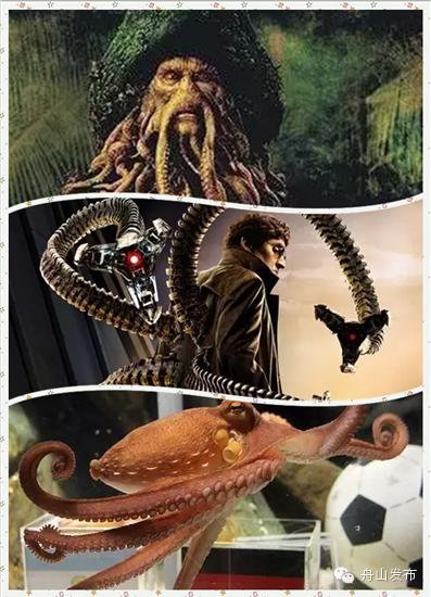 一张图鱿鱼章鱼八爪鱼墨鱼的区别,章鱼鱿鱼墨鱼小知识