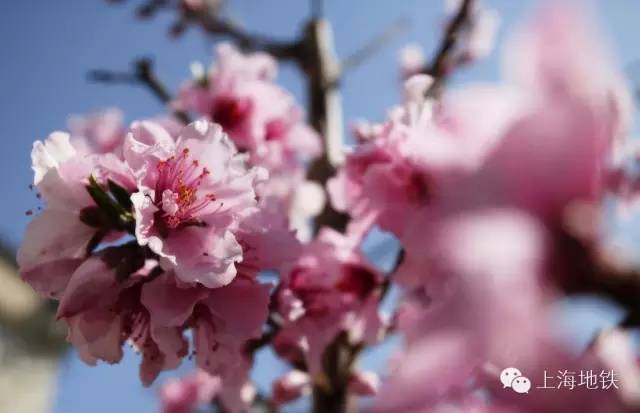 看樱花不用远赴日本,看樱花不用去武汉关庙也可以看