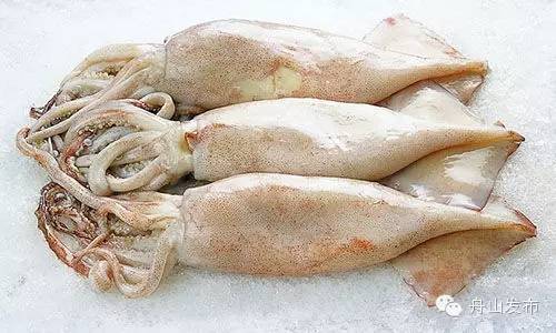 一张图鱿鱼章鱼八爪鱼墨鱼的区别,章鱼鱿鱼墨鱼小知识