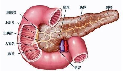 乔布斯胰腺癌为啥能活这么久,乔布斯得胰腺癌为什么活了那么久