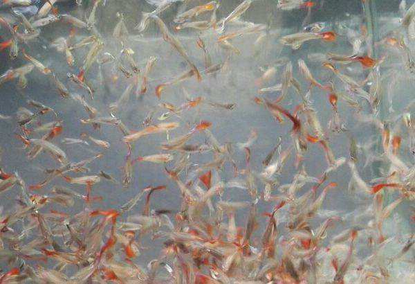 孔雀鱼的养护和繁殖方法,孔雀鱼繁殖隔离盒怎么做