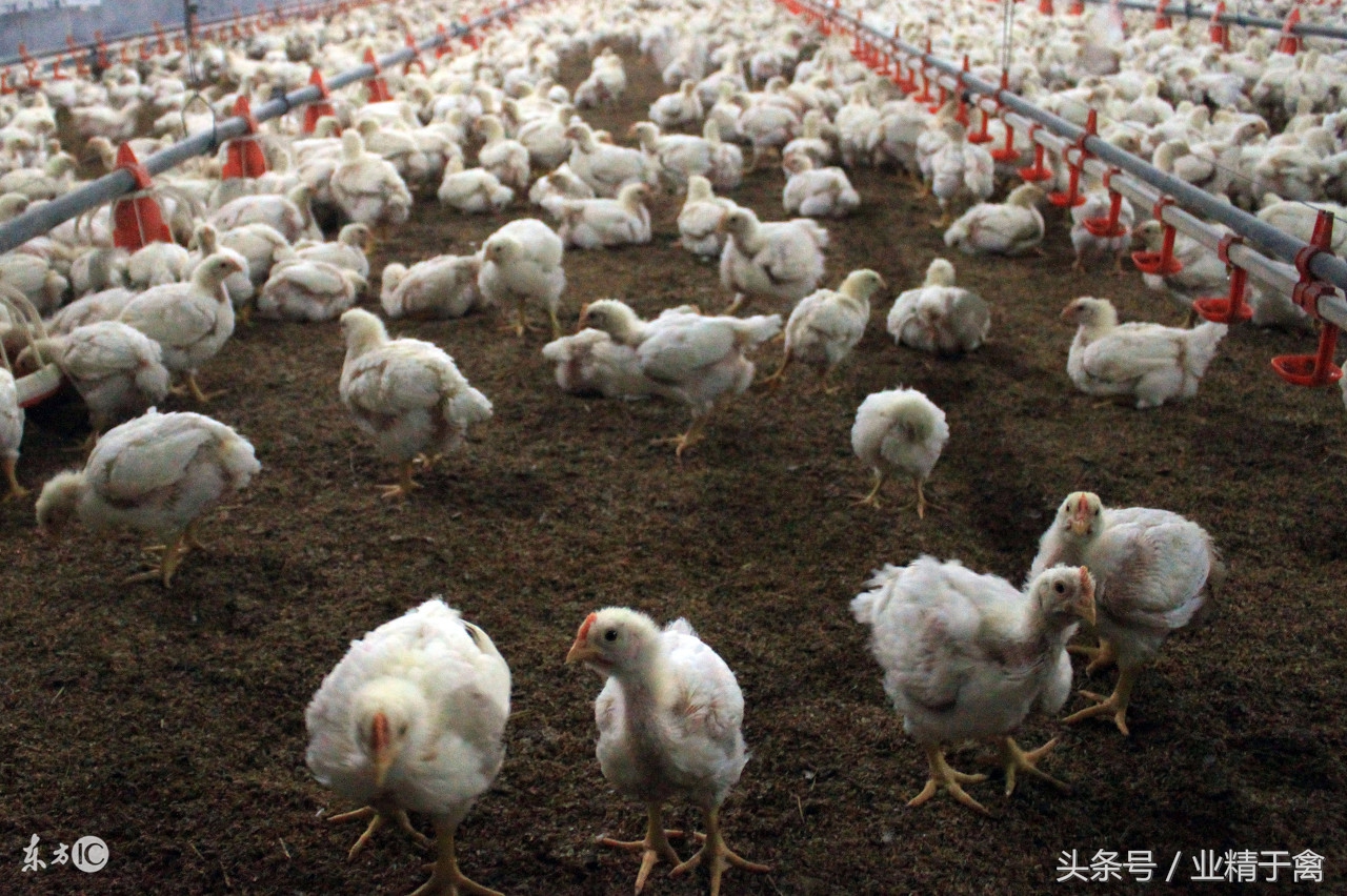 10月26日肉毛鸡价格行情：上涨幅度大！