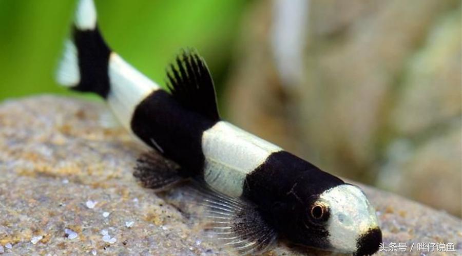 最顶级的宠物鱼,世界上最懂人情的宠物鱼