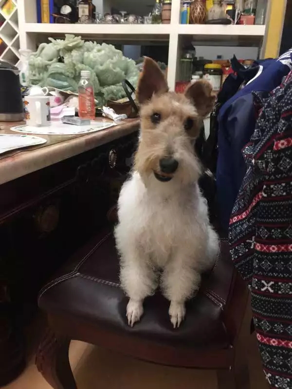 关于刚毛猎狐梗,刚毛猎狐梗视频