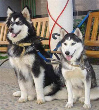 阿拉斯加和哈士奇的区别哪个贵,阿拉斯加和哈士奇养哪一个好