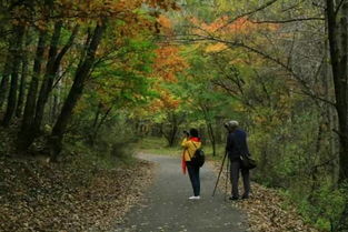 重阳节有哪些活动图片,重阳节有哪些活动意义是什么