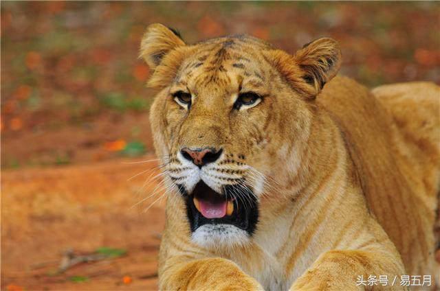 人类是渴望恐惧的动物吗,动物是否真的明白人类是很可怕的