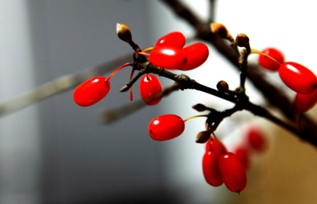 “地黄丸”们各有所爱，你别错爱喽！