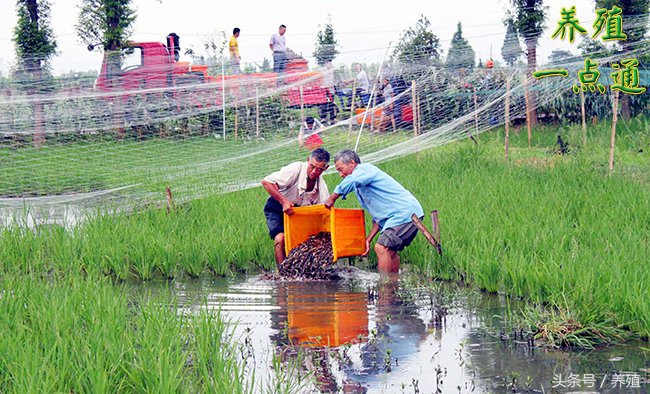 泥鳅养殖技术之人工繁殖,泥鳅养殖的自然繁殖方法