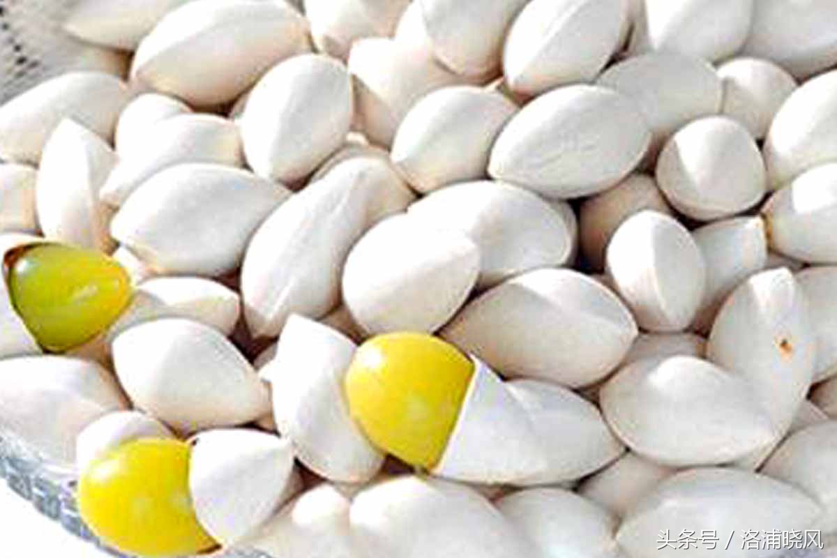 银杏果属于什么果实,银杏树结的果是什么果