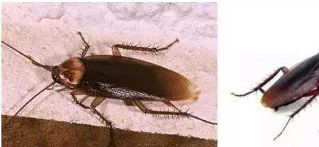 知虫治虫服务社会,常见害虫生活习性及其防治列表