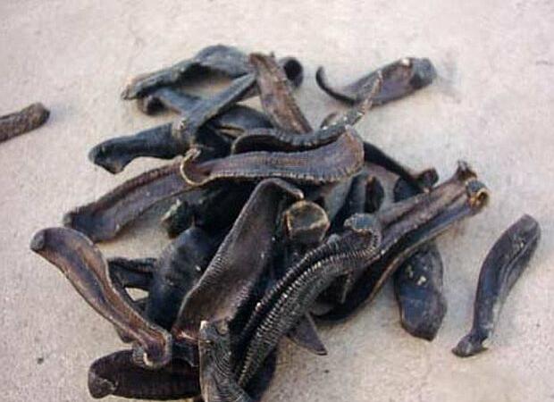 知虫治虫服务社会,常见害虫生活习性及其防治列表