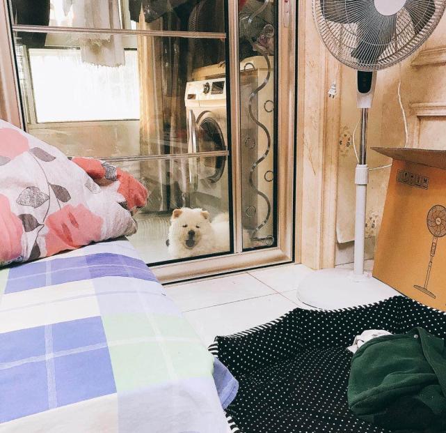 十种惩罚狗的方法让它变乖,这5种惩罚方式都是狗狗最怕的