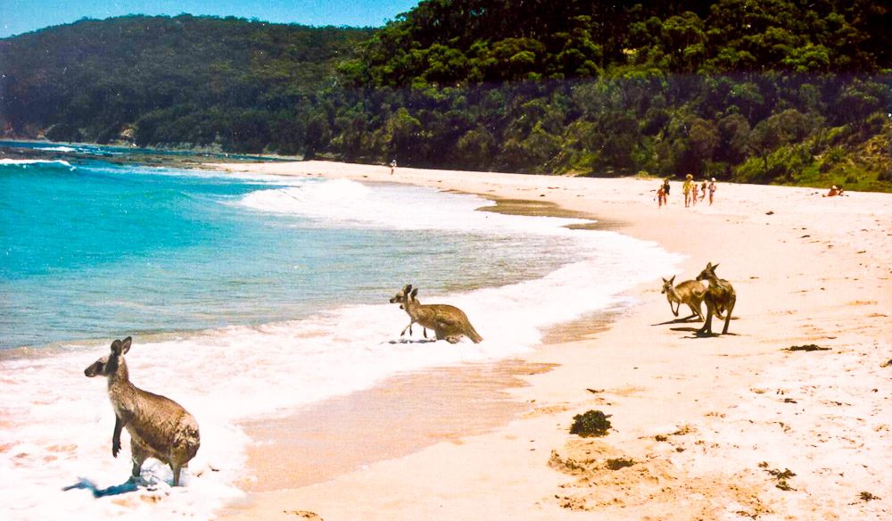 澳洲版终极吃货考验：把袋鼠、蜥蜴和鸸鹋当“路边餐”