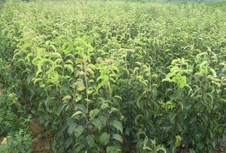 大农业今天行情,大农圈新闻