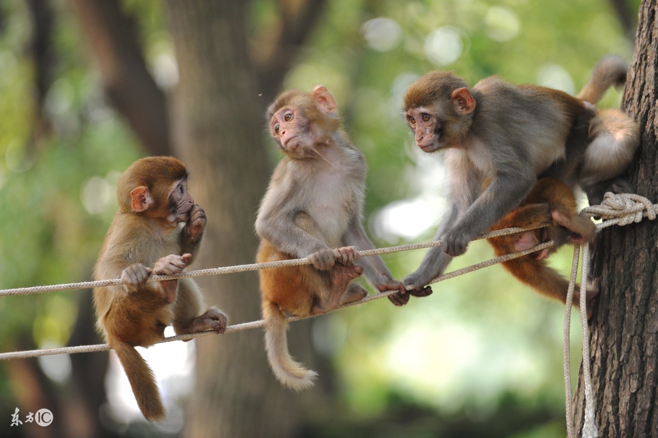 1980年的属猴人2017年每月运势,1980年出生属猴人2020年的运气