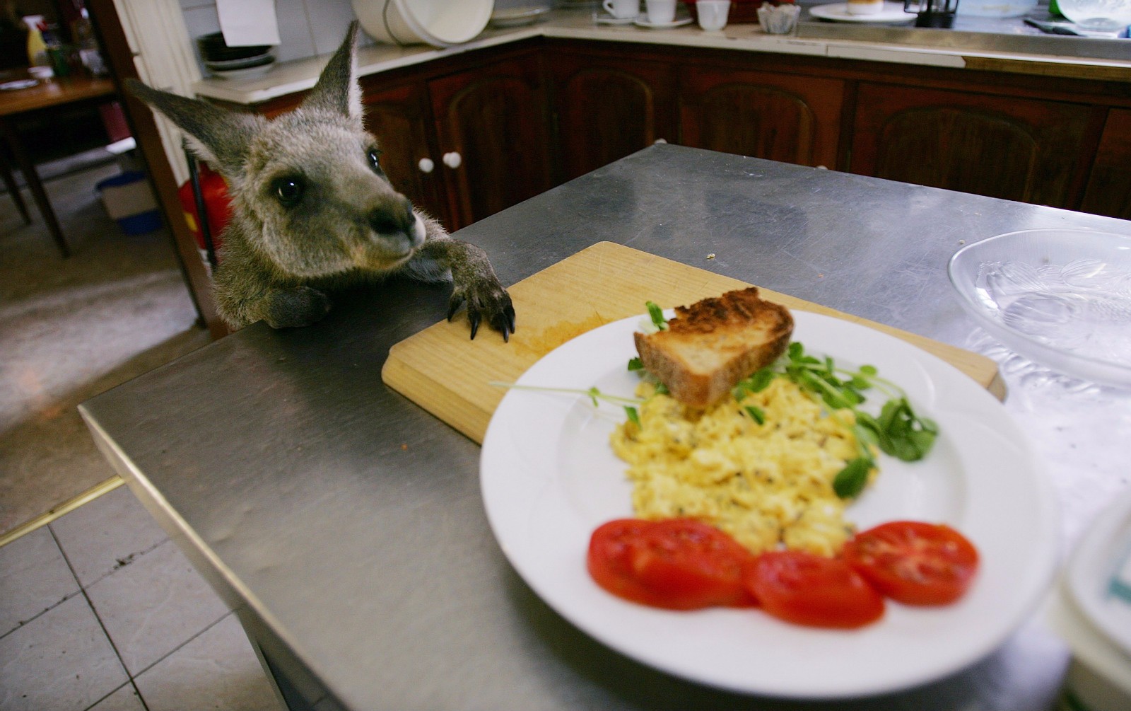 澳洲版终极吃货考验：把袋鼠、蜥蜴和鸸鹋当“路边餐”