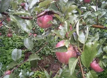 大农业今天行情,大农圈新闻