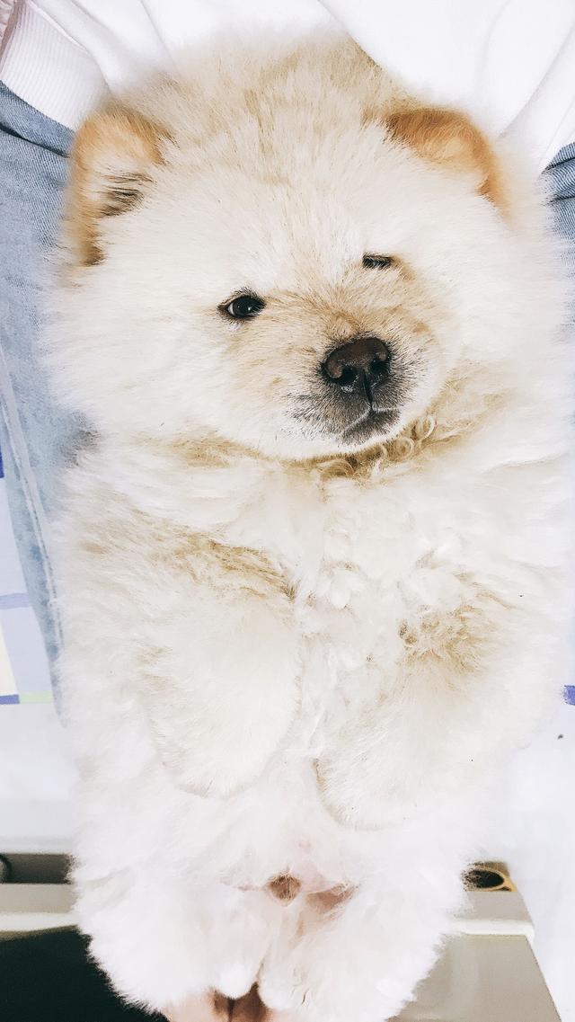 十种惩罚狗的方法让它变乖,这5种惩罚方式都是狗狗最怕的