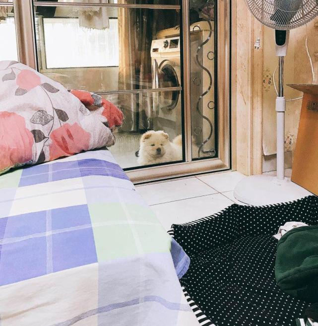 十种惩罚狗的方法让它变乖,这5种惩罚方式都是狗狗最怕的