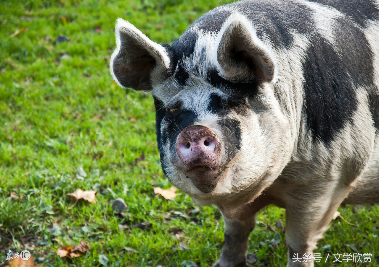 属相配对吉凶,属相搭配参照表