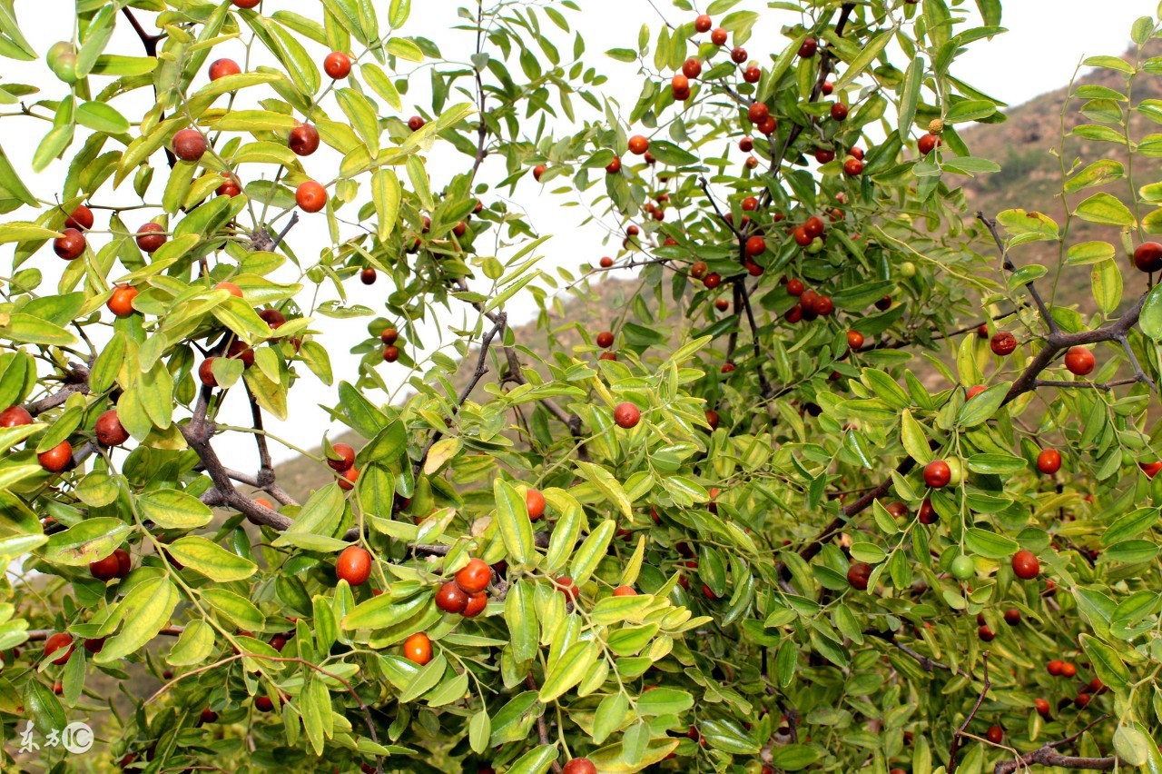 咳嗽喉咙痛吃什么水果,喉咙痛水果配什么榨汁