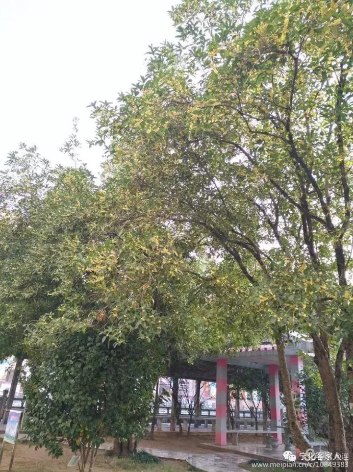 宁化一中百年校庆,宁化一中90年校庆