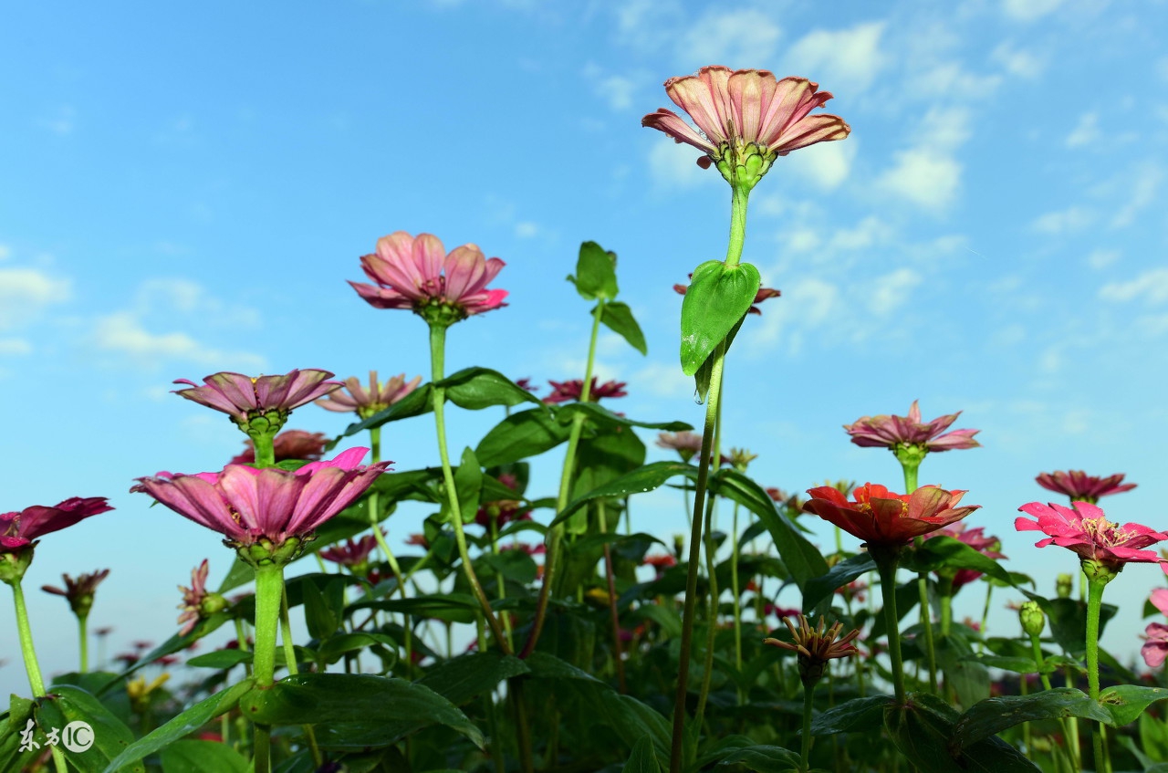 狗年六月运势及运程,70年狗到2018年十一月运气
