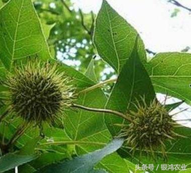 未来三年种植什么药材价格最稳定,种植中药材价格表最新消息