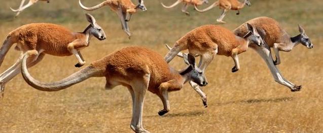 湿地和湿地动物,国外最大的湿地有什么动物