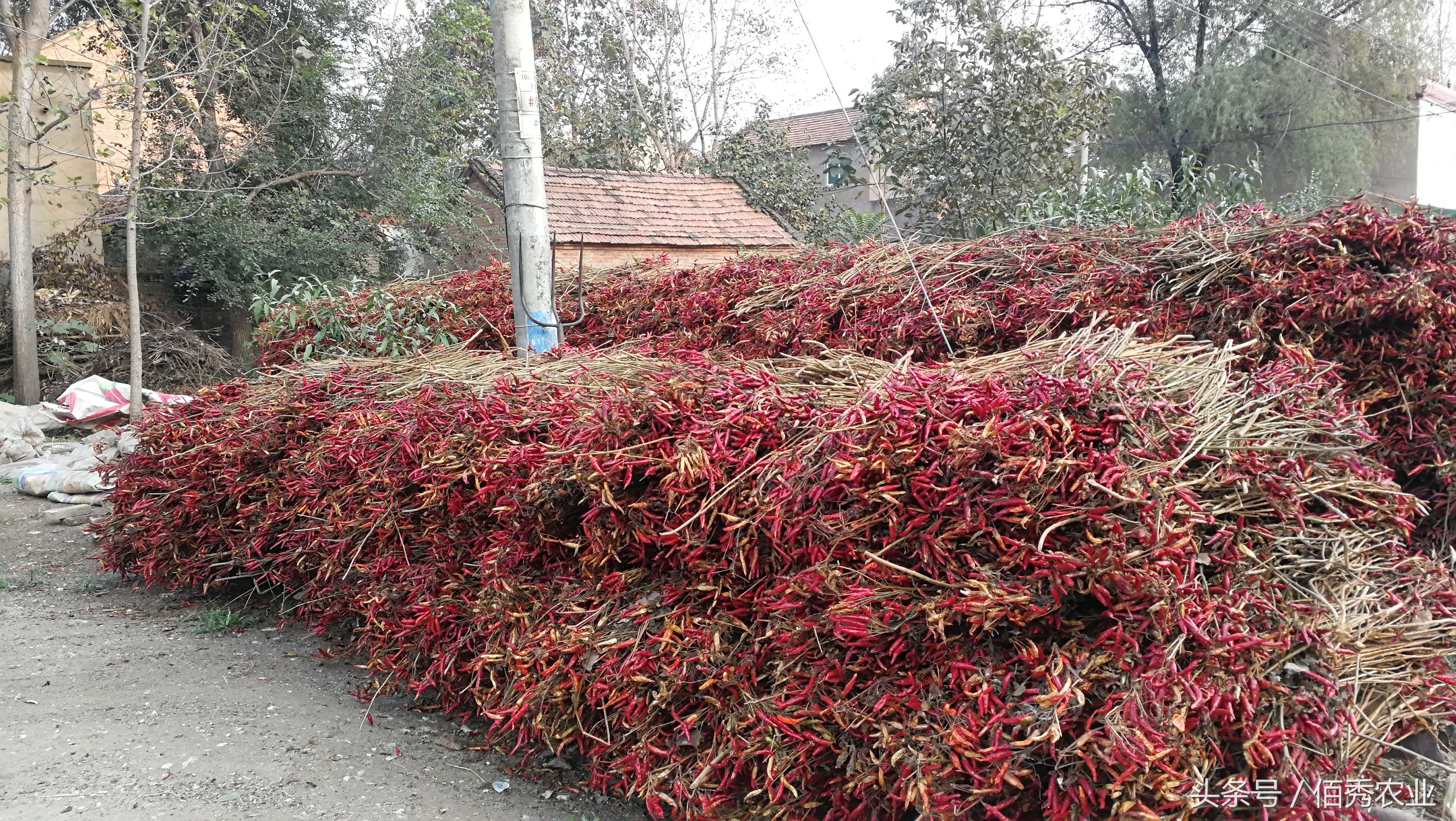 农村做什么项目能赚一点小钱,农村怎么经营赚钱的项目