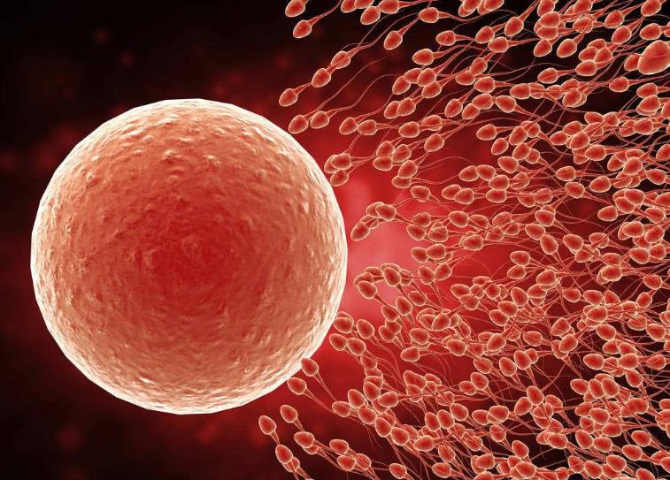 非常幸运，多囊试管一次居然就中了