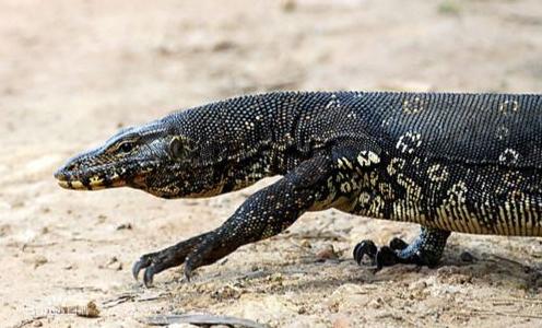 湿地和湿地动物,国外最大的湿地有什么动物