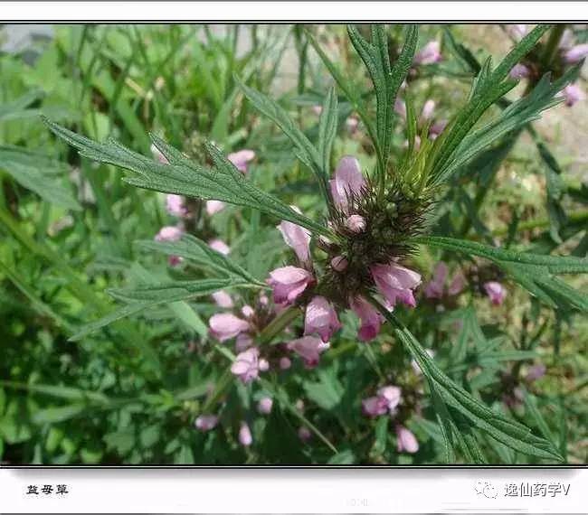 一个植物多个来源的中药,功效相似的药材有哪些中药