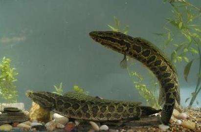 效益最好的水产品养殖方式有哪些,特种水产养殖前景最好的品种