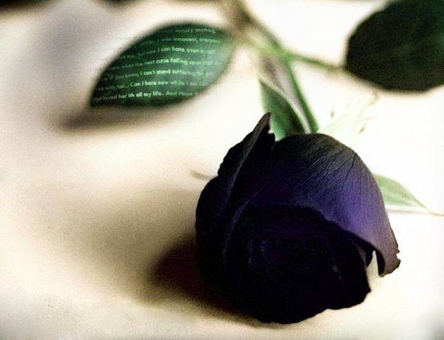 各个颜色玫瑰花的花语是什么呢,各种颜色玫瑰花所代表的花语