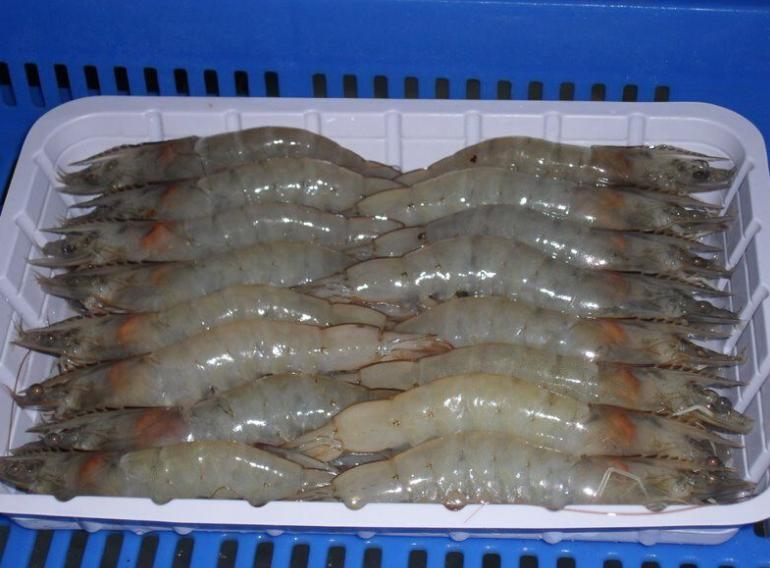 效益最好的水产品养殖方式有哪些,特种水产养殖前景最好的品种