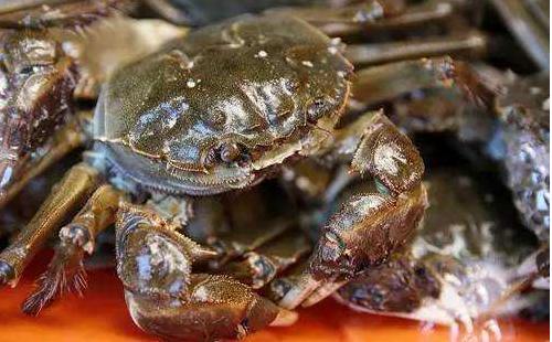 效益最好的水产品养殖方式有哪些,特种水产养殖前景最好的品种