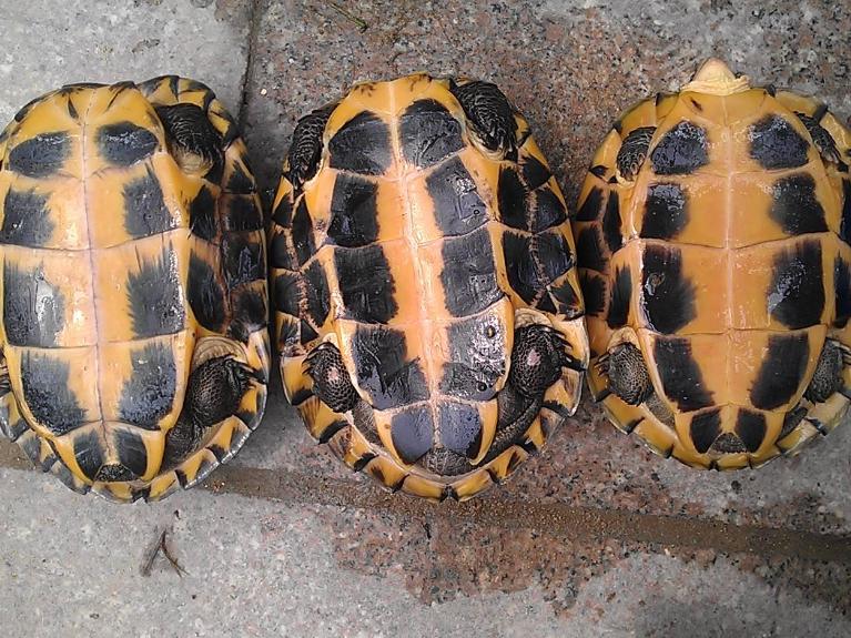 效益最好的水产品养殖方式有哪些,特种水产养殖前景最好的品种