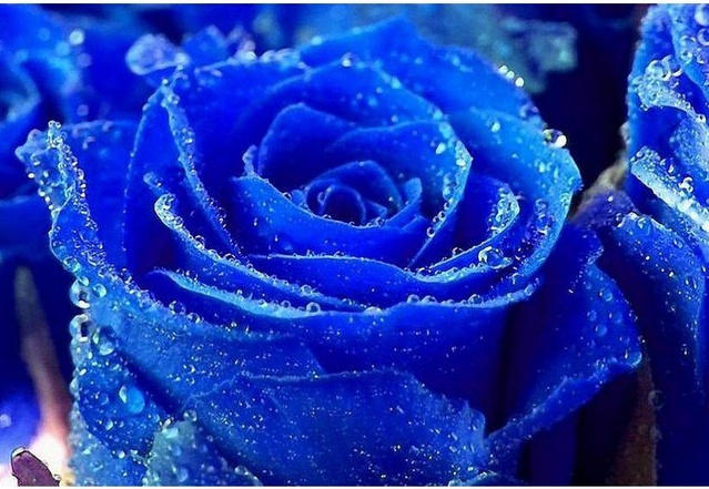 各个颜色玫瑰花的花语是什么呢,各种颜色玫瑰花所代表的花语