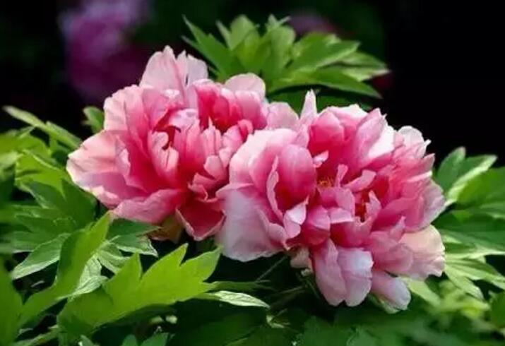 关于新加坡国花知识,新加坡的国花叫什么名字