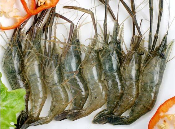 效益最好的水产品养殖方式有哪些,特种水产养殖前景最好的品种