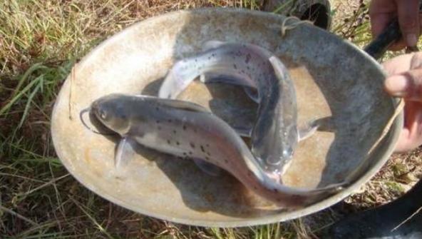 效益最好的水产品养殖方式有哪些,特种水产养殖前景最好的品种