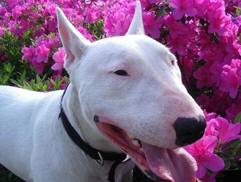 牛头梗犬优点跟缺点,牛头梗家养缺点和优点