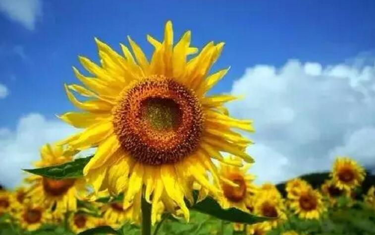 关于新加坡国花知识,新加坡的国花叫什么名字