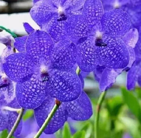 关于新加坡国花知识,新加坡的国花叫什么名字