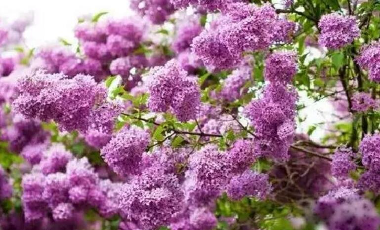 关于新加坡国花知识,新加坡的国花叫什么名字