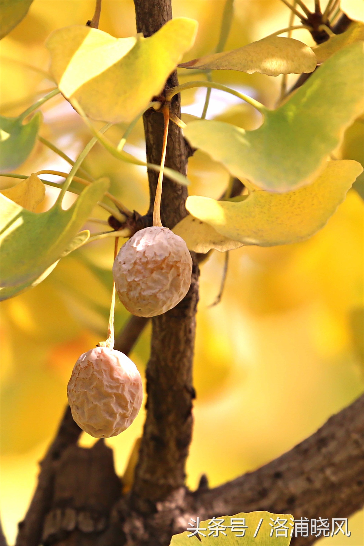 银杏果属于什么果实,银杏树结的果是什么果