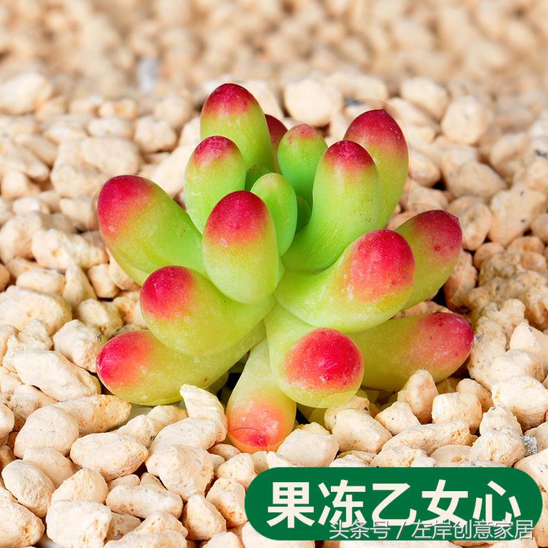 电脑旁摆放多肉植物可以“防辐射”完全是一个“传说”